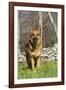 German Shepherd Dog Standing in Meadow of Dandelions with Stone Fence in Background-Lynn M^ Stone-Framed Photographic Print