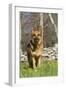 German Shepherd Dog Standing in Meadow of Dandelions with Stone Fence in Background-Lynn M^ Stone-Framed Photographic Print
