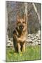 German Shepherd Dog Standing in Meadow of Dandelions with Stone Fence in Background-Lynn M^ Stone-Mounted Photographic Print