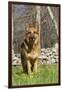 German Shepherd Dog Standing in Meadow of Dandelions with Stone Fence in Background-Lynn M^ Stone-Framed Photographic Print