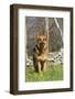 German Shepherd Dog Standing in Meadow of Dandelions with Stone Fence in Background-Lynn M^ Stone-Framed Photographic Print