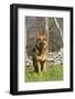 German Shepherd Dog Standing in Meadow of Dandelions with Stone Fence in Background-Lynn M^ Stone-Framed Photographic Print