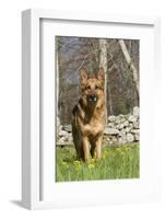 German Shepherd Dog Standing in Meadow of Dandelions with Stone Fence in Background-Lynn M^ Stone-Framed Photographic Print