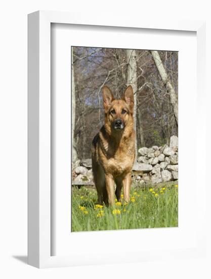 German Shepherd Dog Standing in Meadow of Dandelions with Stone Fence in Background-Lynn M^ Stone-Framed Photographic Print