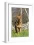 German Shepherd Dog Standing in Meadow of Dandelions with Stone Fence in Background-Lynn M^ Stone-Framed Photographic Print