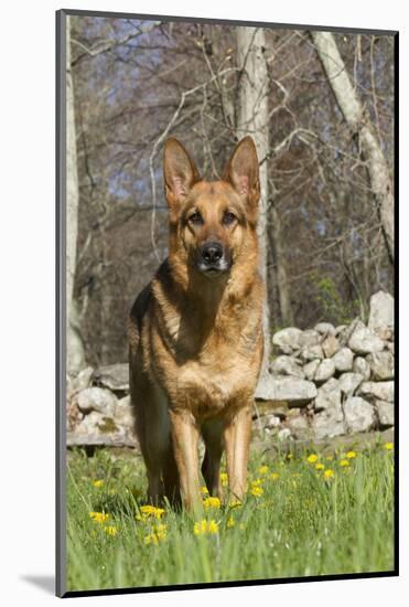 German Shepherd Dog Standing in Meadow of Dandelions with Stone Fence in Background-Lynn M^ Stone-Mounted Photographic Print