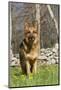 German Shepherd Dog Standing in Meadow of Dandelions with Stone Fence in Background-Lynn M^ Stone-Mounted Photographic Print