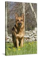 German Shepherd Dog Standing in Meadow of Dandelions with Stone Fence in Background-Lynn M^ Stone-Stretched Canvas