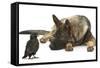 German Shepherd Dog Watching a Young Jackdaw-Mark Taylor-Framed Stretched Canvas