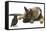 German Shepherd Dog Watching a Young Jackdaw-Mark Taylor-Framed Stretched Canvas