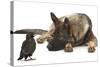 German Shepherd Dog Watching a Young Jackdaw-Mark Taylor-Stretched Canvas