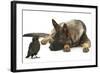 German Shepherd Dog Watching a Young Jackdaw-Mark Taylor-Framed Photographic Print