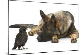 German Shepherd Dog Watching a Young Jackdaw-Mark Taylor-Mounted Photographic Print