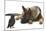 German Shepherd Dog Watching a Young Jackdaw-Mark Taylor-Mounted Photographic Print