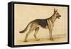 German Shepherd Dog-null-Framed Stretched Canvas