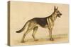 German Shepherd Dog-null-Stretched Canvas