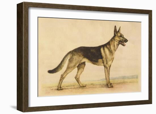 German Shepherd Dog-null-Framed Art Print