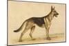 German Shepherd Dog-null-Mounted Art Print