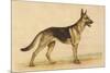 German Shepherd Dog-null-Mounted Art Print