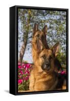 German Shepherd Dogs (Female) in Early Autumn Flowers, Geneva, Illinois, USA-Lynn M^ Stone-Framed Stretched Canvas