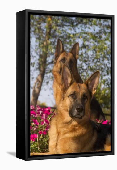 German Shepherd Dogs (Female) in Early Autumn Flowers, Geneva, Illinois, USA-Lynn M^ Stone-Framed Stretched Canvas