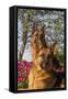 German Shepherd Dogs (Female) in Early Autumn Flowers, Geneva, Illinois, USA-Lynn M^ Stone-Framed Stretched Canvas