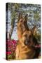 German Shepherd Dogs (Female) in Early Autumn Flowers, Geneva, Illinois, USA-Lynn M^ Stone-Stretched Canvas