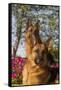 German Shepherd Dogs (Female) in Early Autumn Flowers, Geneva, Illinois, USA-Lynn M^ Stone-Framed Stretched Canvas