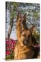 German Shepherd Dogs (Female) in Early Autumn Flowers, Geneva, Illinois, USA-Lynn M^ Stone-Stretched Canvas