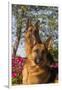 German Shepherd Dogs (Female) in Early Autumn Flowers, Geneva, Illinois, USA-Lynn M^ Stone-Framed Photographic Print