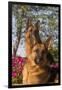 German Shepherd Dogs (Female) in Early Autumn Flowers, Geneva, Illinois, USA-Lynn M^ Stone-Framed Photographic Print