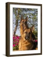 German Shepherd Dogs (Female) in Early Autumn Flowers, Geneva, Illinois, USA-Lynn M^ Stone-Framed Photographic Print