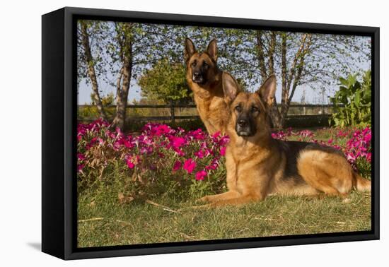 German Shepherd Dogs (Female) in Early Autumn Flowers, Geneva-Lynn M^ Stone-Framed Stretched Canvas