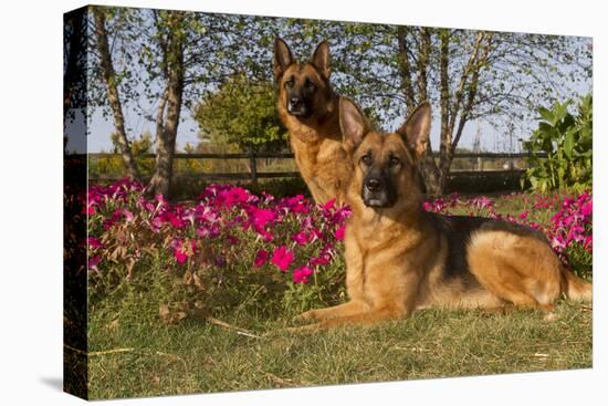 German Shepherd Dogs (Female) in Early Autumn Flowers, Geneva-Lynn M^ Stone-Stretched Canvas