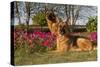 German Shepherd Dogs (Female) in Early Autumn Flowers, Geneva-Lynn M^ Stone-Stretched Canvas