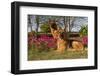 German Shepherd Dogs (Female) in Early Autumn Flowers, Geneva-Lynn M^ Stone-Framed Photographic Print