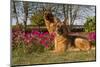 German Shepherd Dogs (Female) in Early Autumn Flowers, Geneva-Lynn M^ Stone-Mounted Photographic Print
