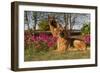 German Shepherd Dogs (Female) in Early Autumn Flowers, Geneva-Lynn M^ Stone-Framed Photographic Print