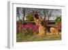 German Shepherd Dogs (Female) in Early Autumn Flowers, Geneva-Lynn M^ Stone-Framed Photographic Print