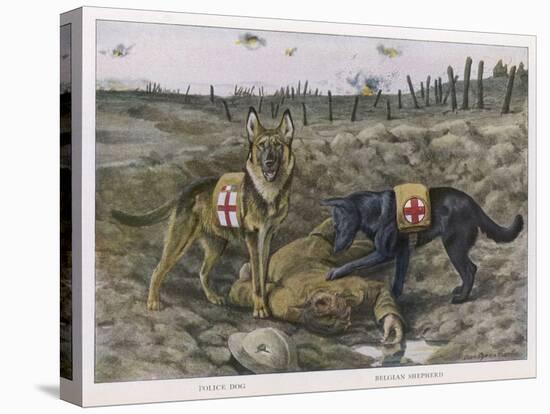 German Shepherd Dogs Used by the Red Cross to Locate Wounded Soldiers-null-Stretched Canvas