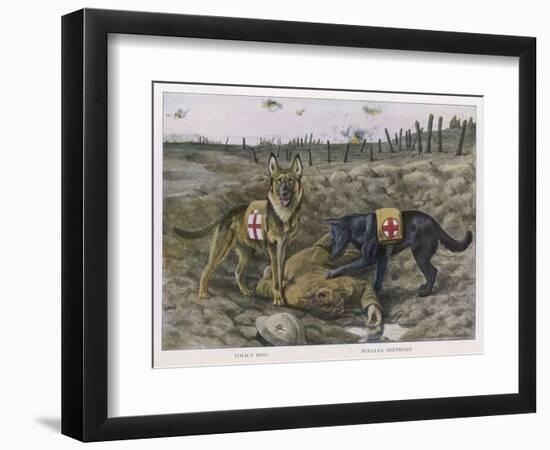 German Shepherd Dogs Used by the Red Cross to Locate Wounded Soldiers-null-Framed Art Print