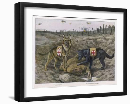 German Shepherd Dogs Used by the Red Cross to Locate Wounded Soldiers-null-Framed Art Print