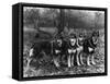German Shepherd Dogs-Thomas Fall-Framed Stretched Canvas