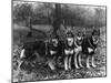 German Shepherd Dogs-Thomas Fall-Mounted Photographic Print