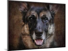 German Shepherd Face-Jai Johnson-Mounted Giclee Print