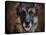 German Shepherd Face-Jai Johnson-Stretched Canvas