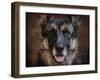 German Shepherd Face-Jai Johnson-Framed Giclee Print