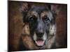 German Shepherd Face-Jai Johnson-Mounted Giclee Print