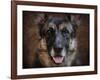 German Shepherd Face-Jai Johnson-Framed Giclee Print