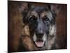 German Shepherd Face-Jai Johnson-Mounted Giclee Print